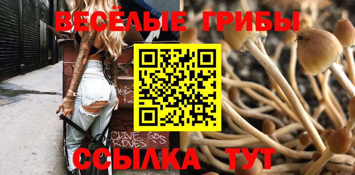 Галлюциногенные грибы Psilocybe Нововоронеж